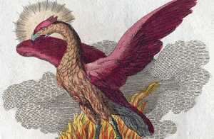 Zo word je lid van de Orde van de Feniks