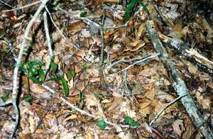 Je ziet sneller een slang dan een spin