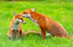 Een vos heeft snorharen aan z’n poten